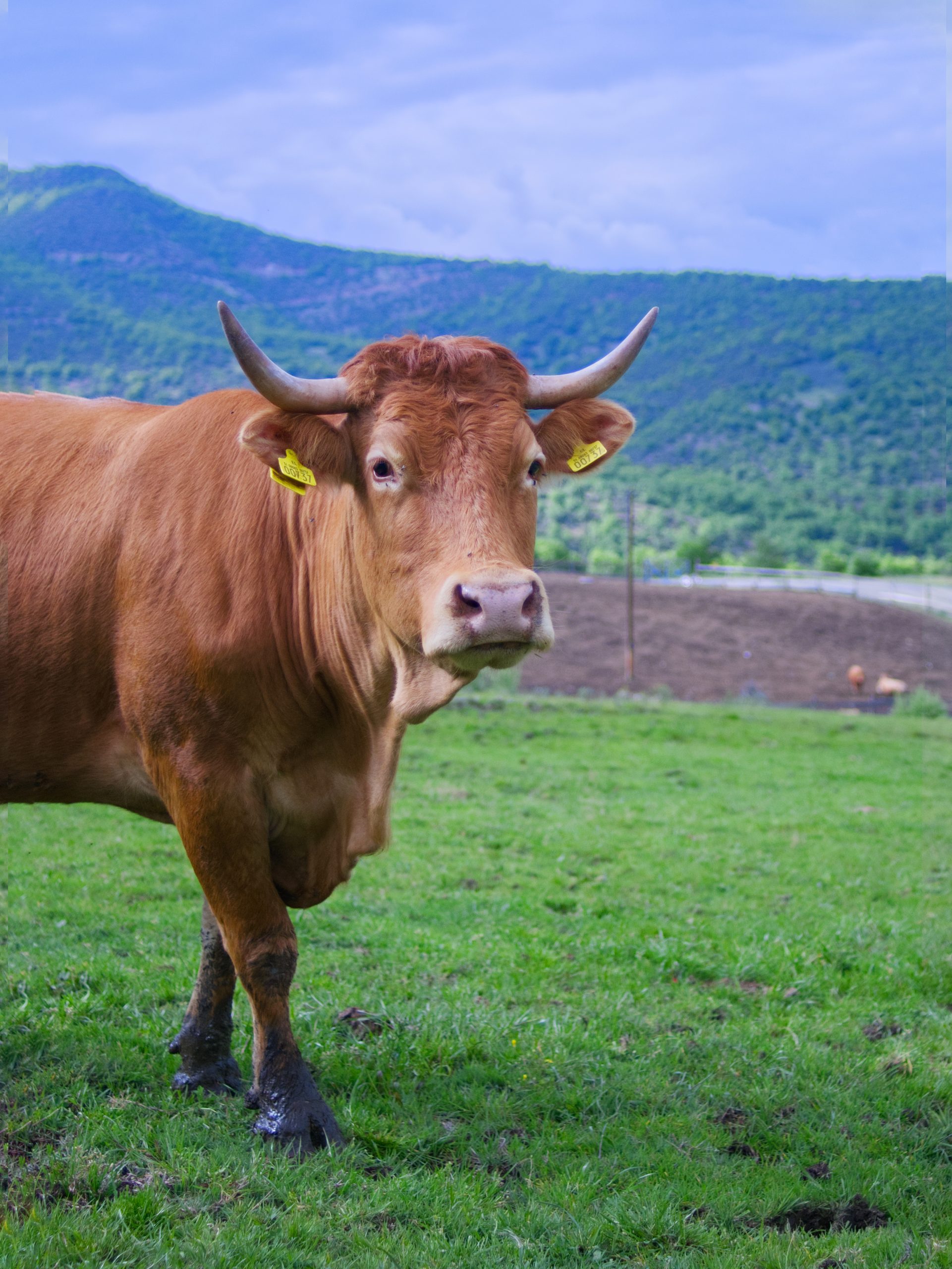 farma