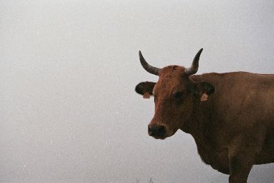 Farma Tziola